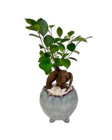 Small Ginseng Bonsai Plant Flower Arrangement