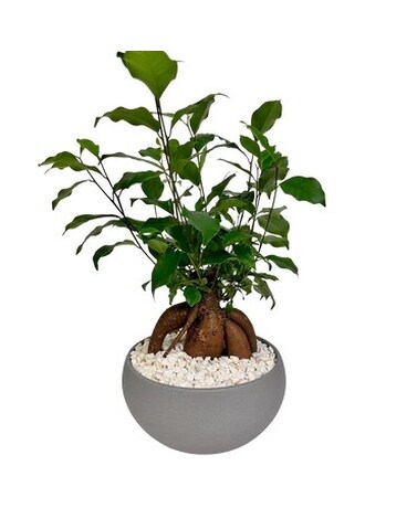 Large Ginseng Bonsai Flower Arrangement