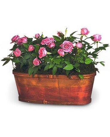 Bed of Roses Flower Arrangement