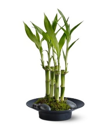 Lucky Bamboo Flower Arrangement