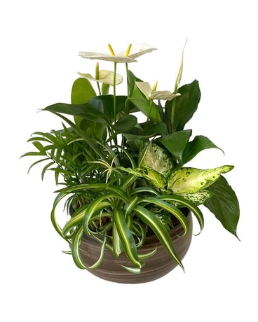 XL Caramel Swirl Living Garden Flower Arrangement