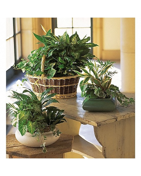 Ceramic Dish Garden in High Ridge MO - Stems by Stacy