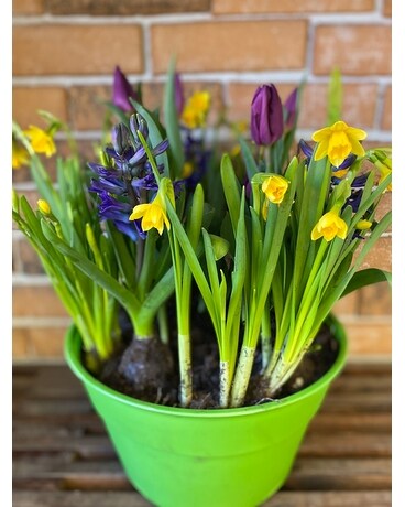 Spring Bulb Garden Flower Arrangement