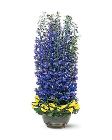 Distinguished Delphinium Flower Arrangement