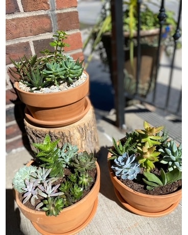 succulent garden Flower Arrangement