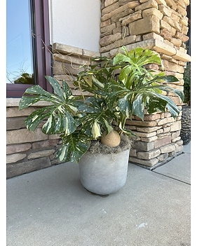 Sympathy Plants Delivery Charlotte NC - Elizabeth House Flowers