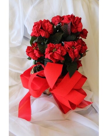 Poinsettia Winter Rose Red Plant