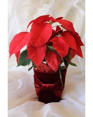 Poinsettia Red Flower Arrangement
