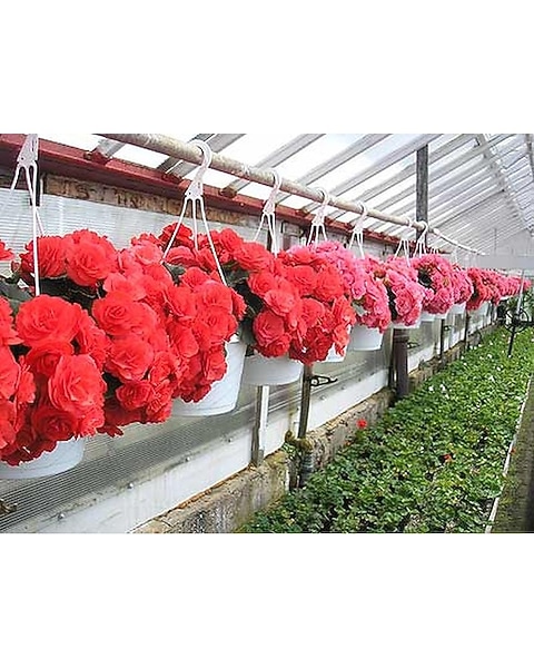 Begonia Hanging Baskets in Somerset PA - Somerset Floral