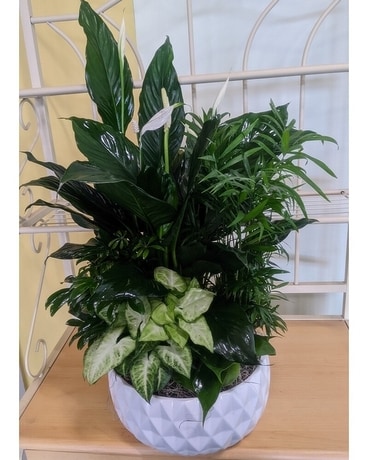 Large Mod Ceramic Planter Plant