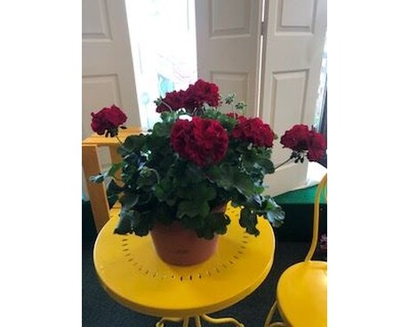 Geranium Pots Custom product