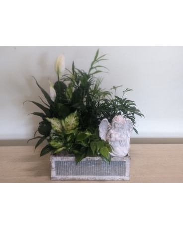 A Blessed Garden Plant