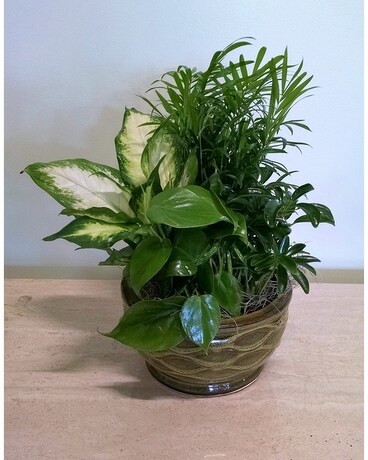 Small Dish Garden Dish Garden Plant