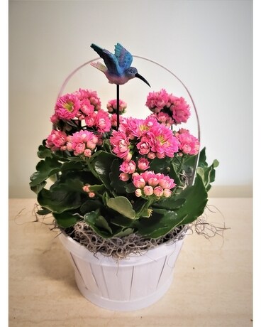 Spring Fever Plant