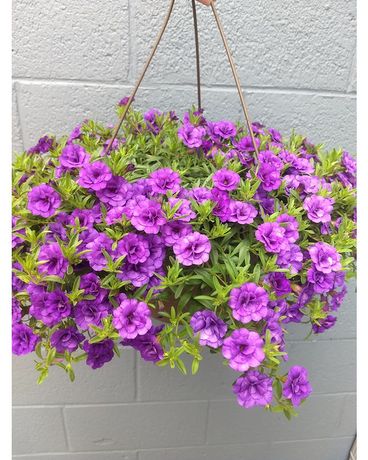 Hanging Basket Plant