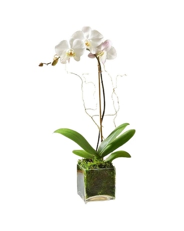 Orchid Elegance Flower Arrangement