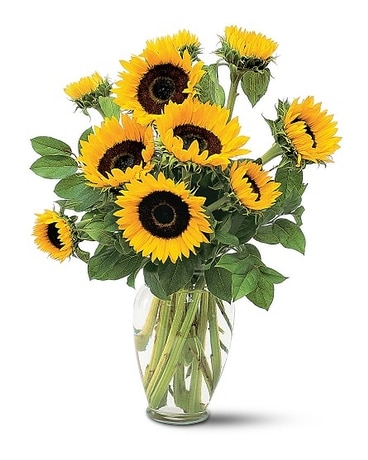 Shining Sunflowers