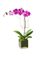 Single Stem Purple (Vase May Vary) size,  inches height and  inches wide.