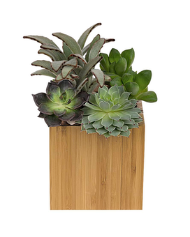 As Shown size, 9 and a half inches height and 6 3/4 inches wide.
