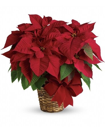 Red Poinsettia Plant