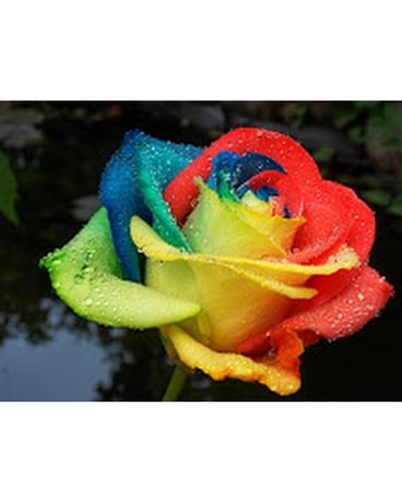 6 rainbow roses in a vase NOT ALWAYS IN STOCK Flower Arrangement