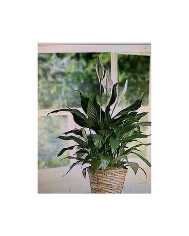 10PL Plant
