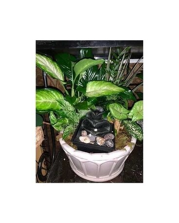DISH GARDEN WITH FOUNTAIN IN IT Plant