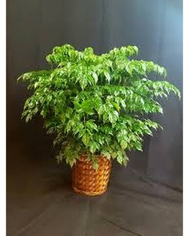 CHINA DOLL PLANT Plant