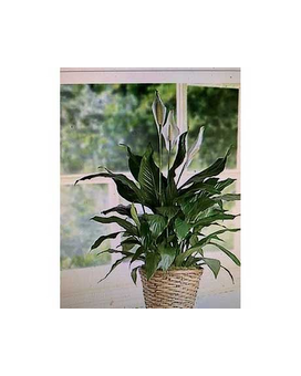 10PL Plant