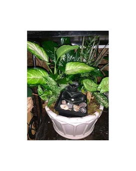 DISH GARDEN WITH FOUNTAIN IN IT Plant