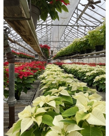Poinsettia Double Branch Plant