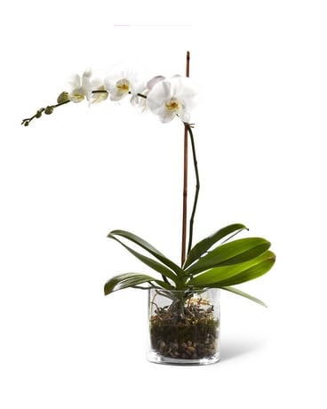 Majestic Orchid