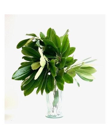 Lucky Leaf Rhododendron Azelia Flower Arrangement