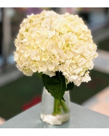 Vanilla Hydrangea Carafe Flower Arrangement