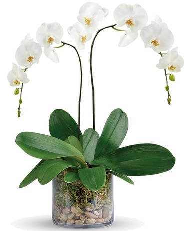 Double Spiked White Phalaenopsis Orchid Plant Plant