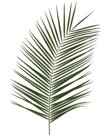 Phoenix Robellini Green Palms Plant