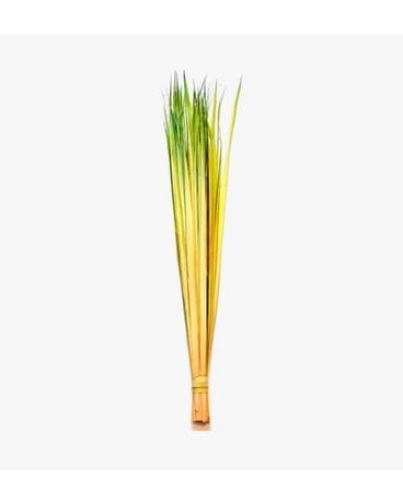 Palm Strips - Approx. 50 Pack Plant