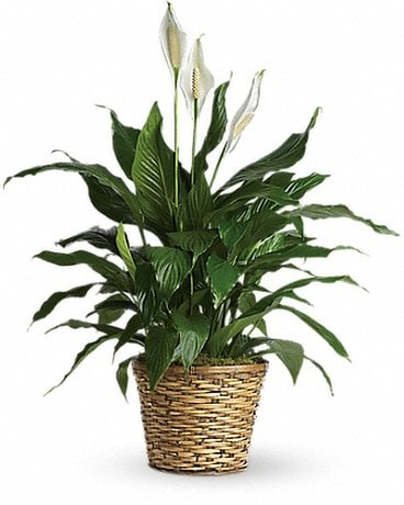 Simply Elegant Spathiphyllum - Medium Plant