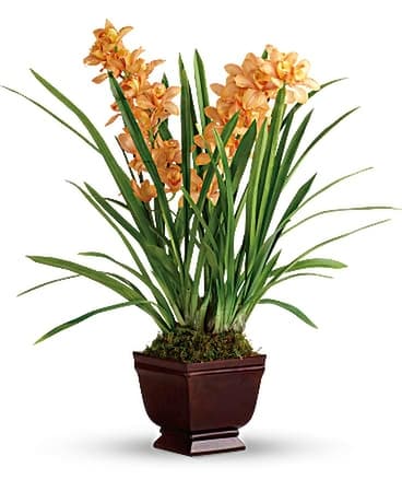 Plants Delivery Brooklyn Ny Marine Florists Quick View Teleflora S Regally Yours Orchid Flower Arrangement