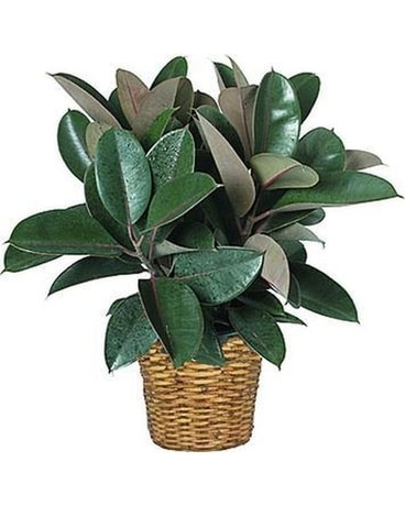 Rubber Tree Plant (Ficus Elastica) Plant