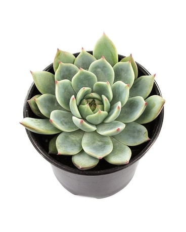 Echeveria Succulent Plant Plant