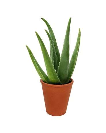 Aloe Vera Plant