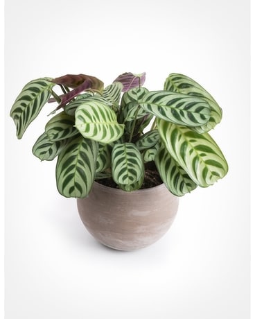 Prayer Plant (Calathea) Plant