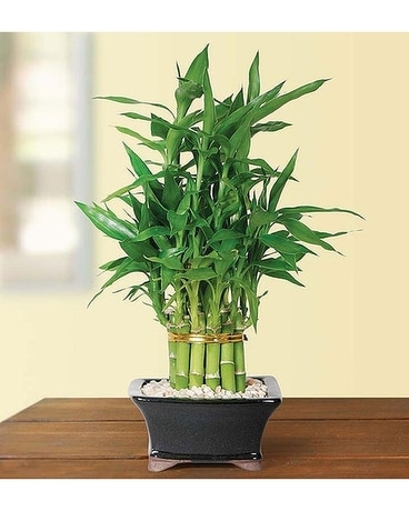 Lucky Bamboo Plant Plant