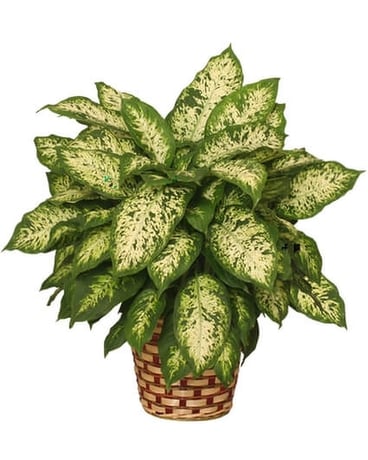 Dumb Cane Plant (Dieffenbachia) Plant