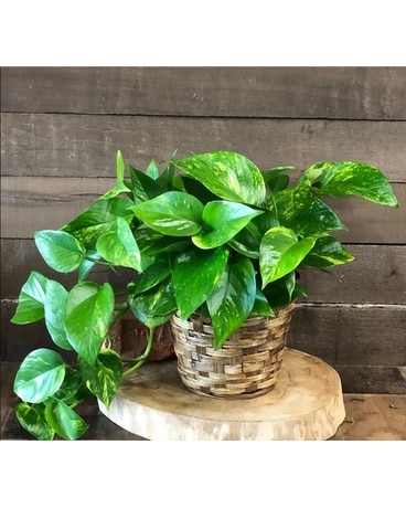 urban pothos Pothos 'Neon'
