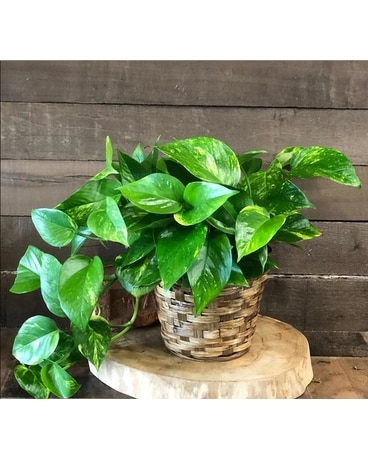 Pothos Plant Plant