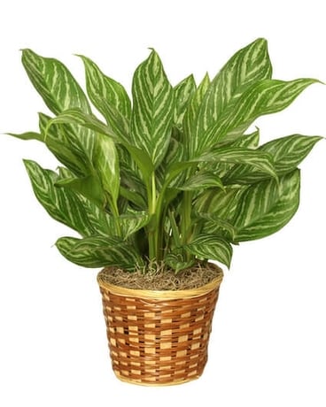 Chinese Evergreen (Aglaonemia) Plant