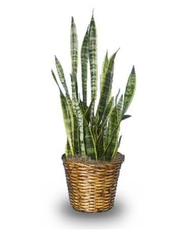 Snake Plant (Sansevieria) Plant