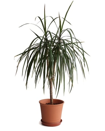 Dracaena “Marginata” Dragon Tree Plant